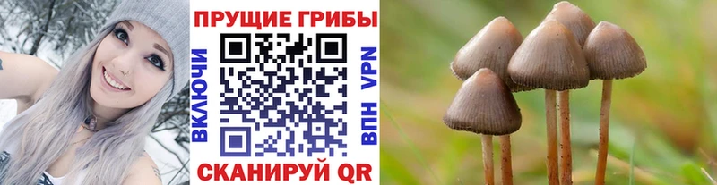 Галлюциногенные грибы Psilocybe  Судак 